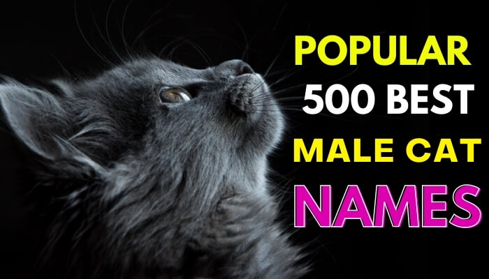 Best Male Cat Names Ideas