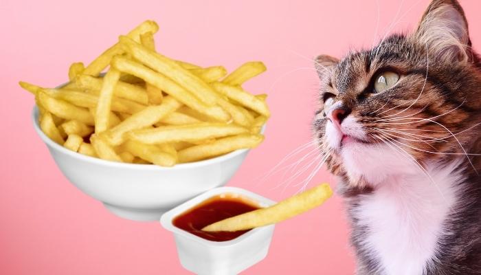can cats eat french fries with salt