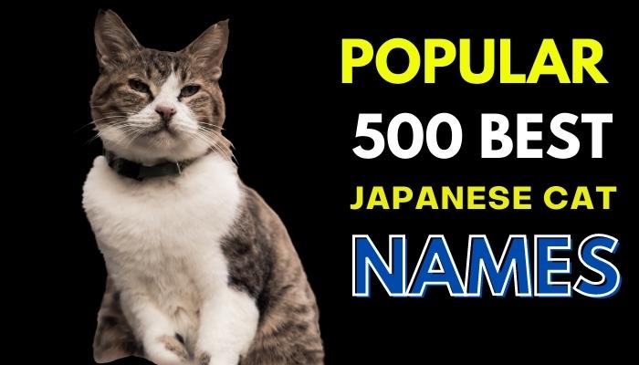 Best Japanese cat names with meanings