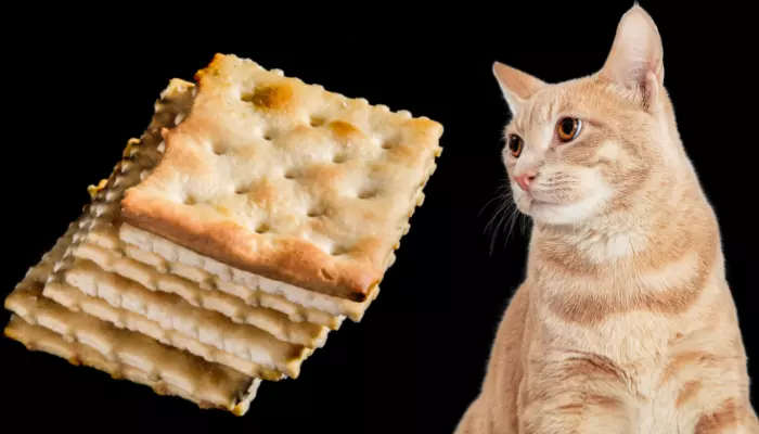 Can Cats Eat Crackers?
