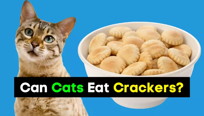 Can Cats Eat Crackers
